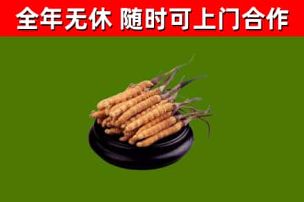 平凉回收冬虫夏草